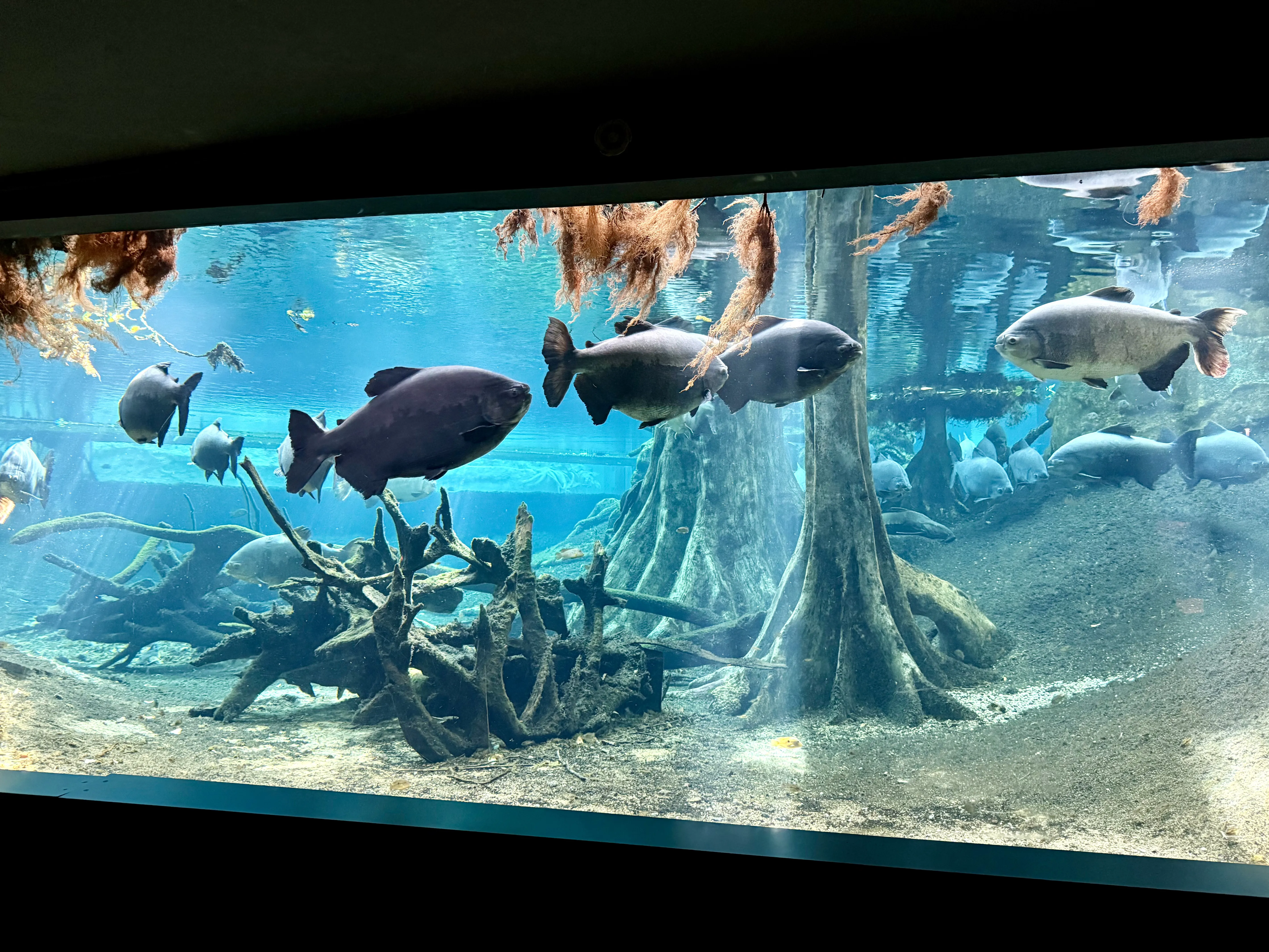 Large fishtank inside the flooded forest at CosmoCaixa Barcelona