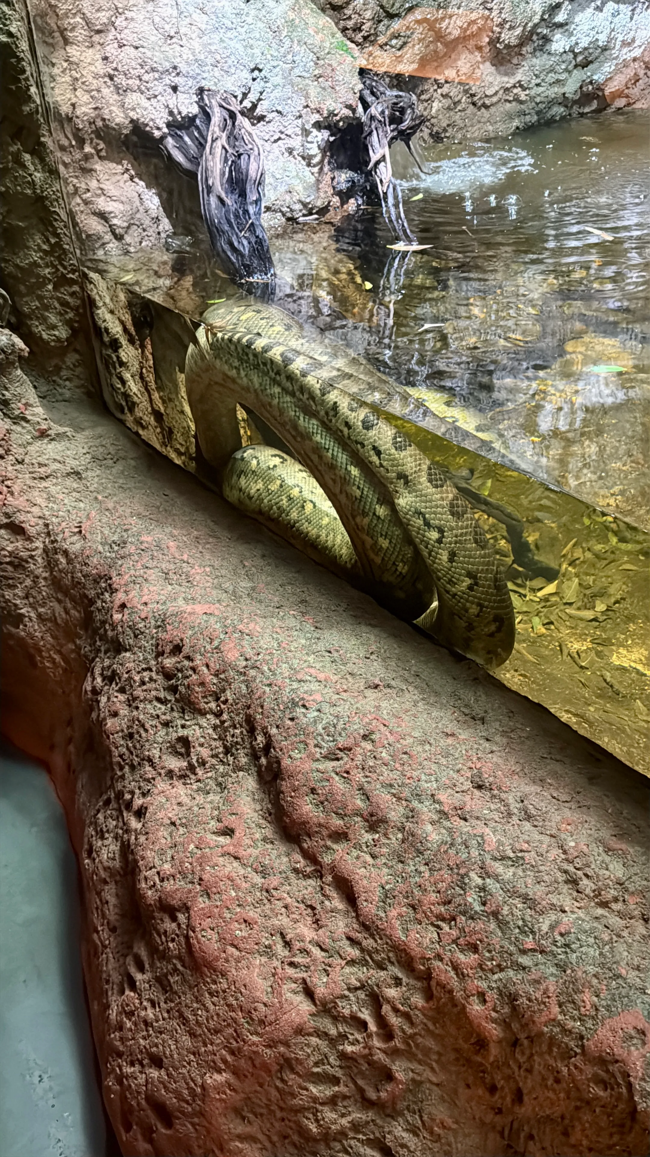Inside the flooded forest ecosystem at CosmoCaixa Barcelona