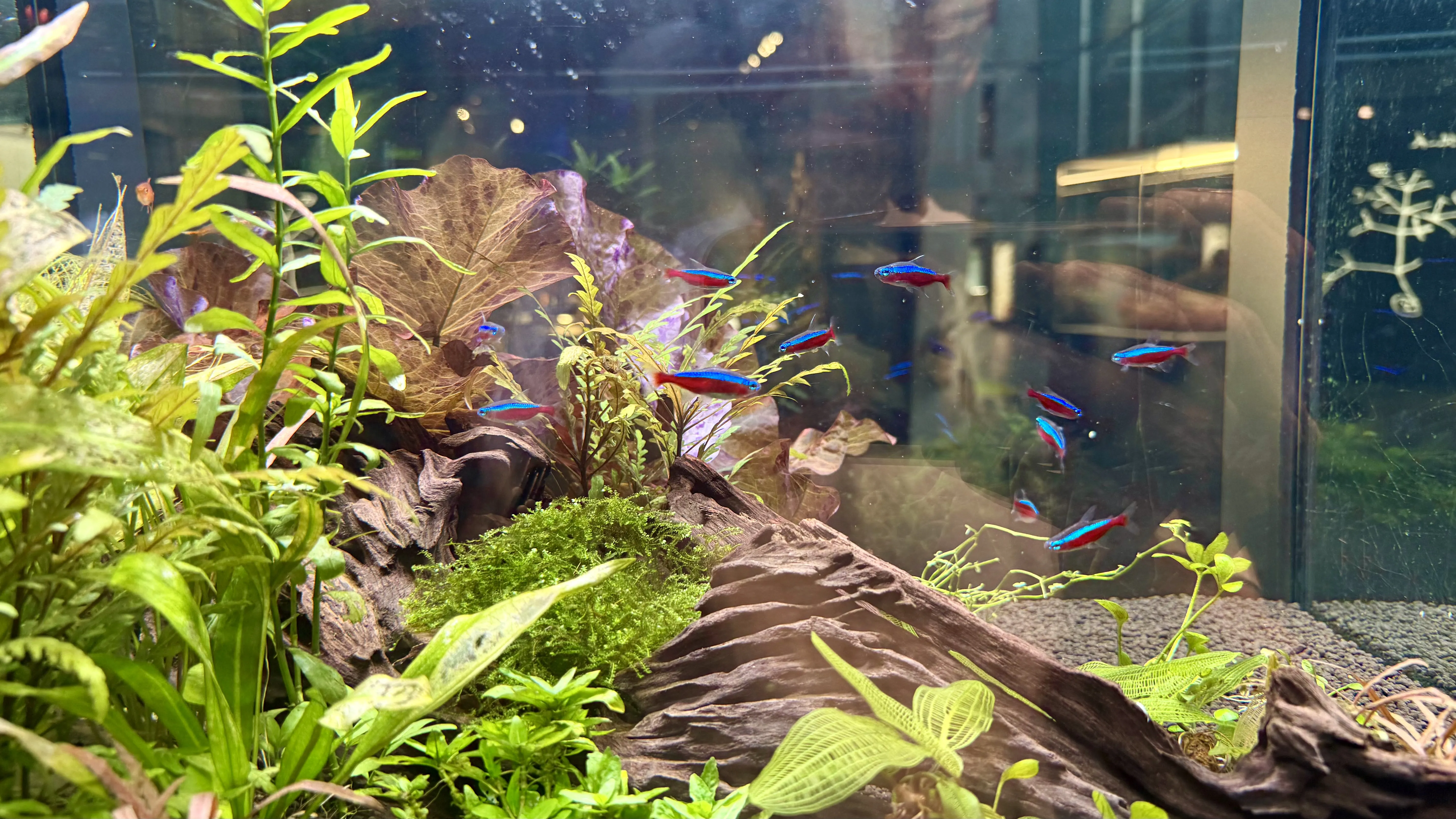 Fishtank inside CosmoCaixa Barcelona